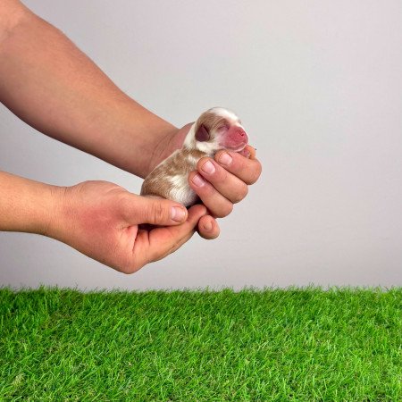 Törzskönyves Cavalier King Charles Spániel kiskutya