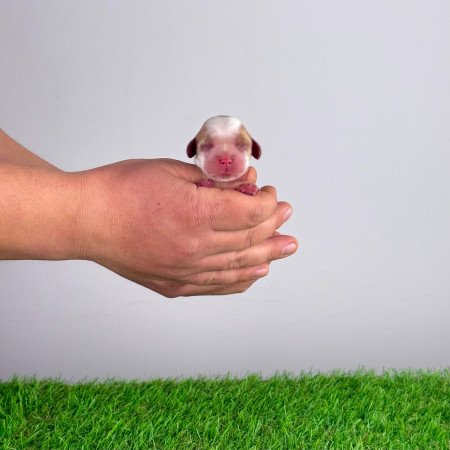 Törzskönyves Cavalier King Charles Spániel kiskutya