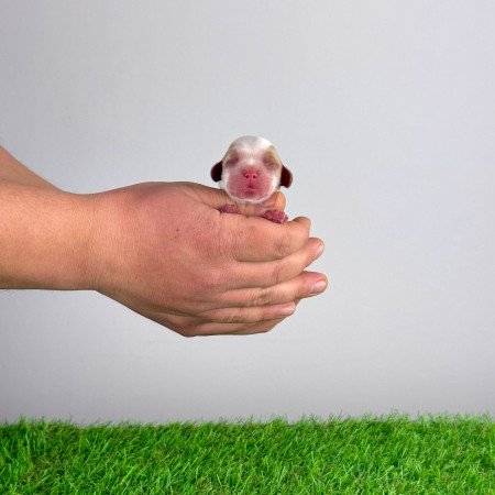 Törzskönyves Cavalier King Charles Spániel kiskutya