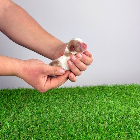 Törzskönyves Cavalier King Charles Spániel kiskutya