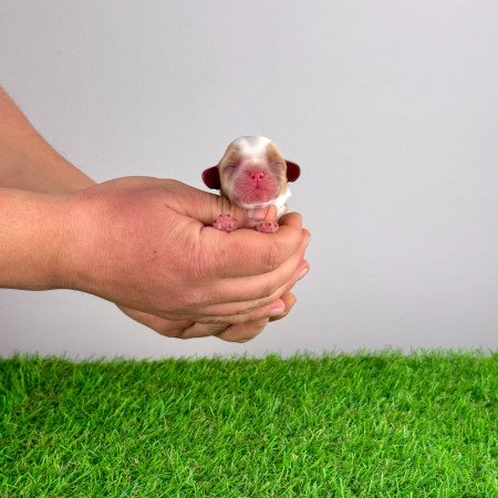 Törzskönyves Cavalier King Charles Spániel kiskutya