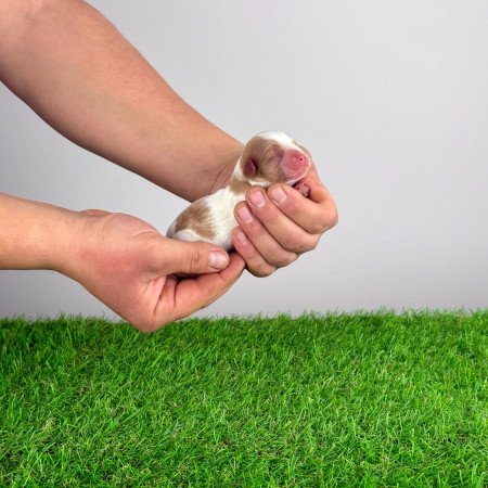 Törzskönyves Cavalier King Charles Spániel kiskutya