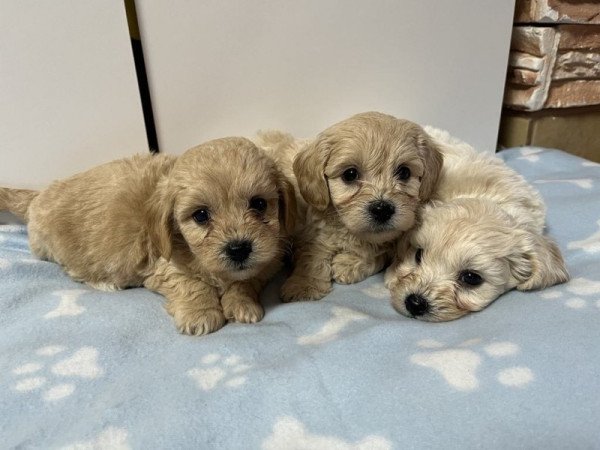 Maltipoo (máltai x uszkár)