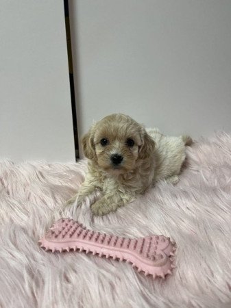 Maltipoo (máltai x uszkár)