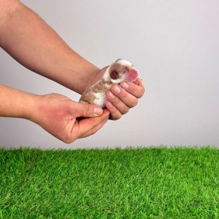 Cavalier King Charles Spániel