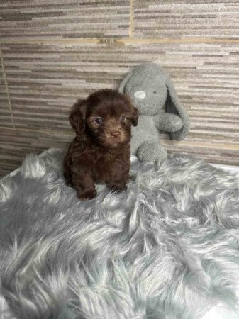 Bichon Havanese