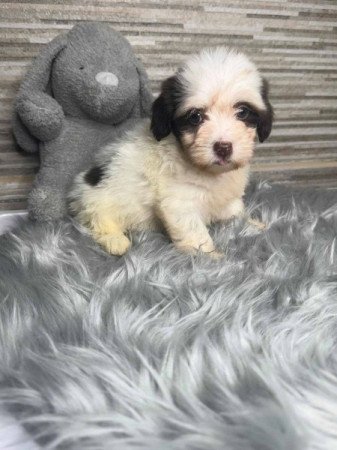 Bichon Havanese