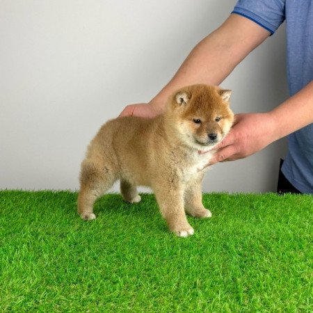 Shiba Inu