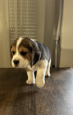 Beagle