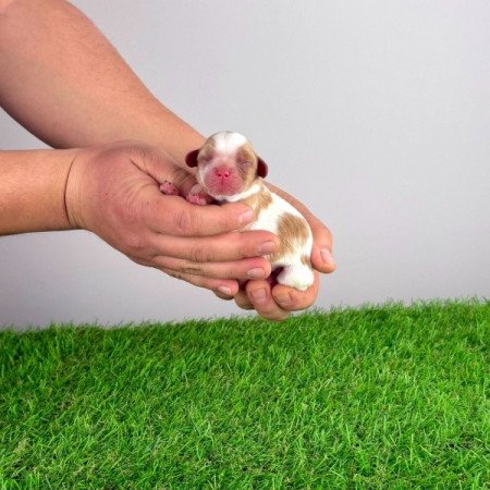 Cavalier King Charles Spániel