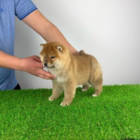Shiba Inu
