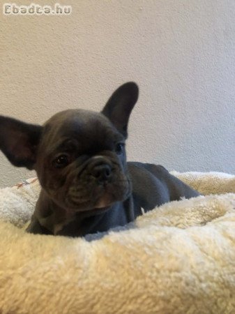 Francia bulldog kiskutya
