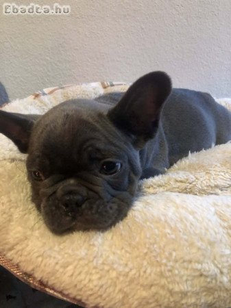 Francia bulldog kiskutya