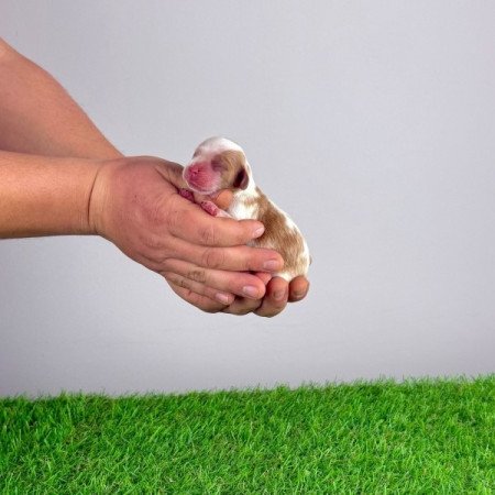 Cavalier King Charles Spániel