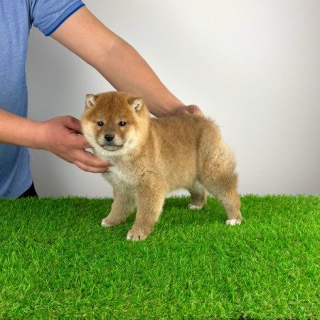 Shiba Inu