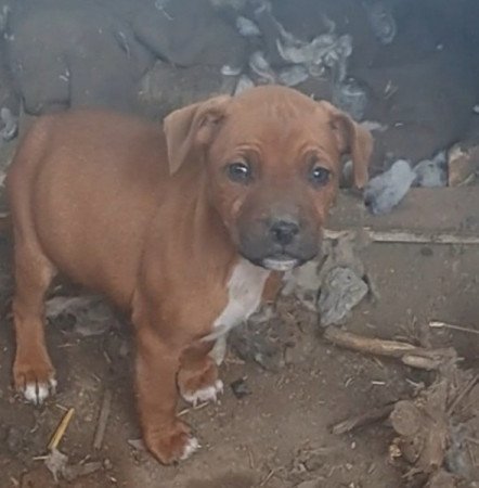 Staffordshire terrier