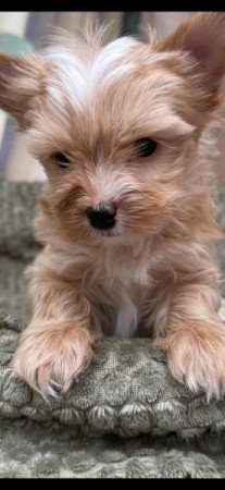 yorkshire terrier