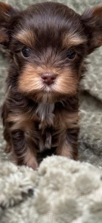 yorkshire terrier