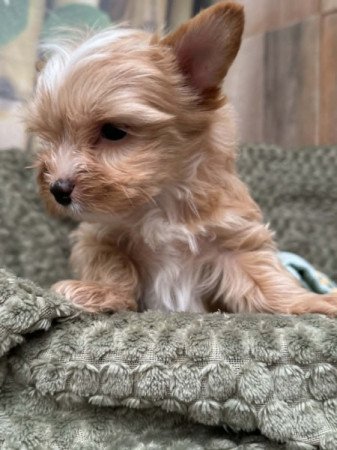 yorkshire terrier