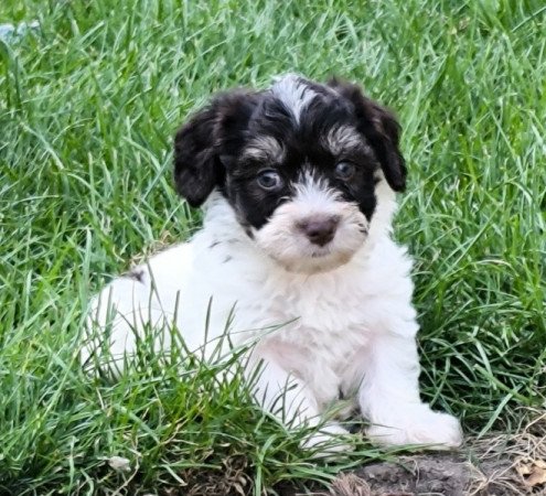 Bichon havanese