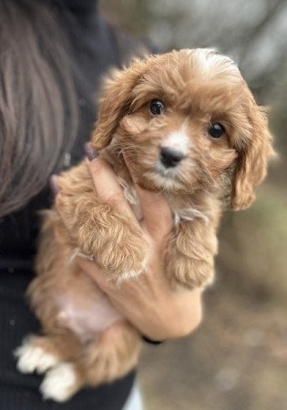 Cavapoo