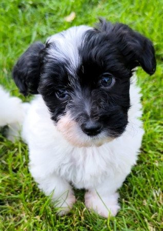 Bichon havanese