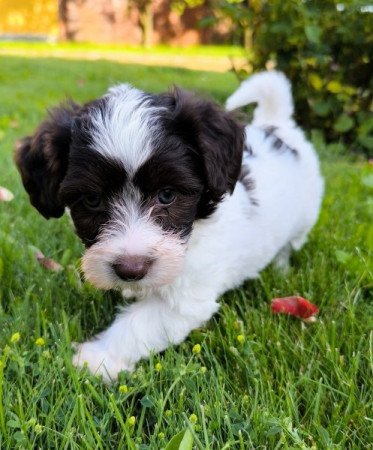 Bichon havanese