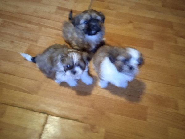 shi tzu