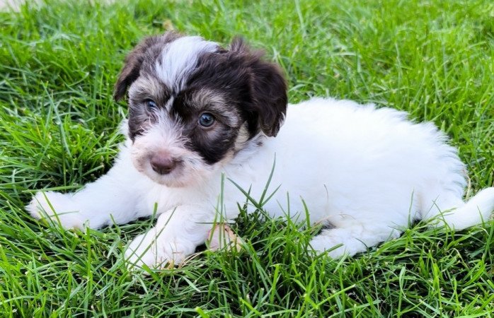 Bichon havanese