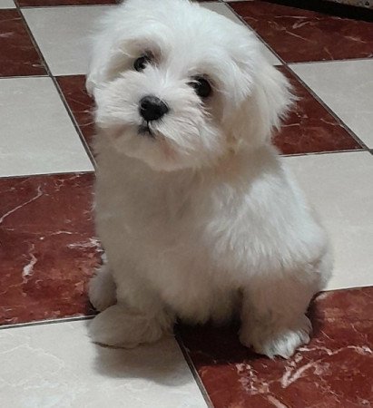 Máltai selyemszőrű