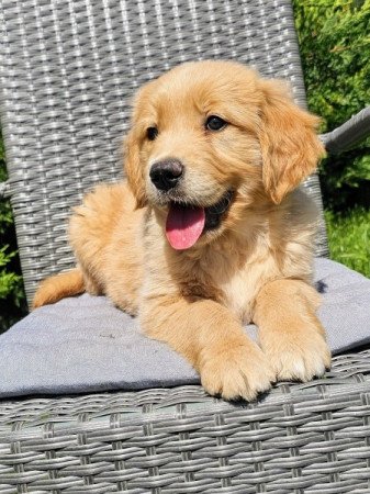 Golden retriever