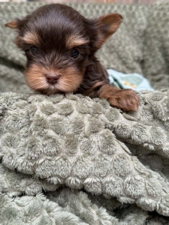 yorkshire terrier