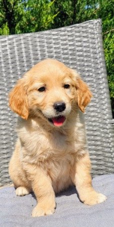 Golden retriever