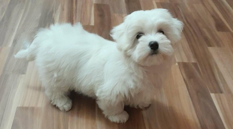 Máltai selyemszőrű