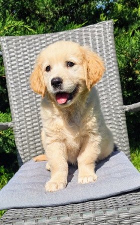 Golden retriever