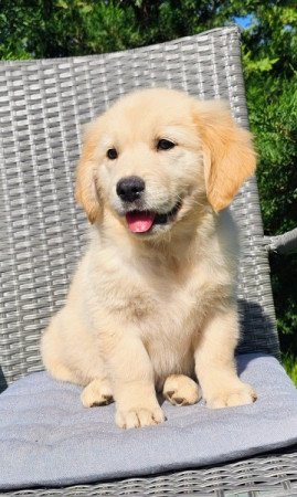 Golden retriever