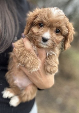 Cavapoo
