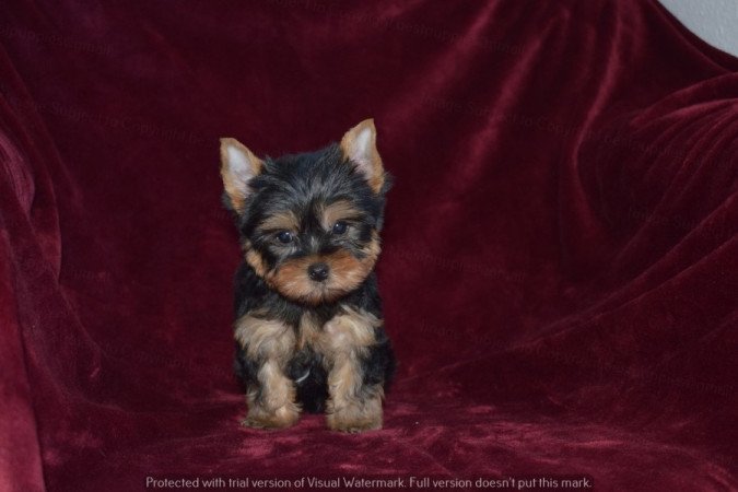 Yorkshire terrier