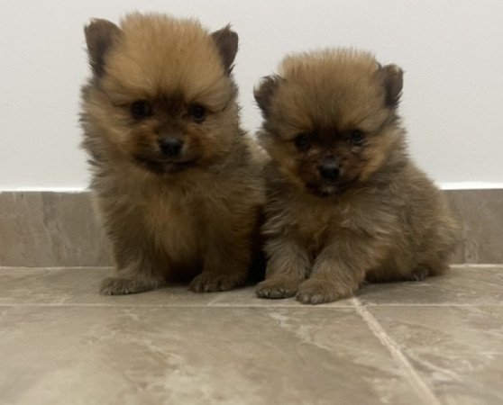 Pomerániai Törpe Spitz