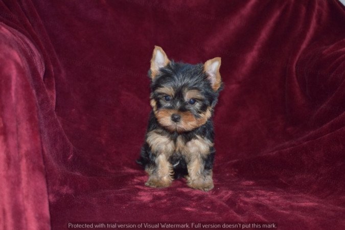 Yorkshire terrier