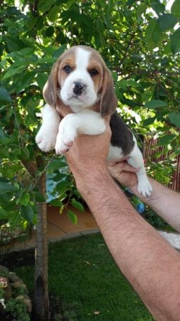 Beagle