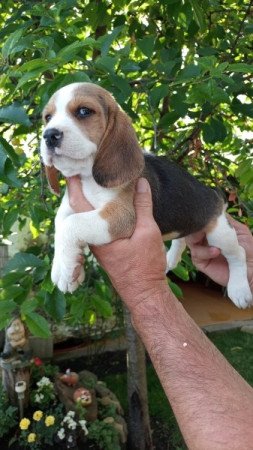 Beagle