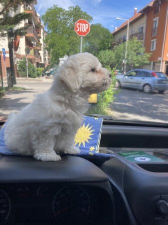 Bolognese bichon