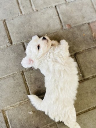 Bolognese bichon