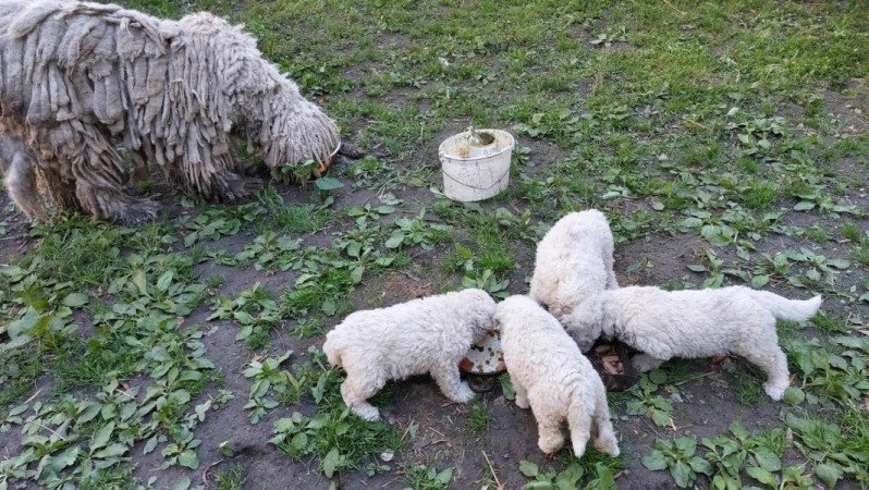 komondor