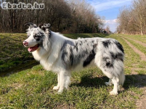 Blue Merle Border collie kan fedez