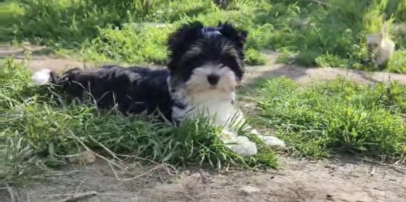 Biewer Yorkshire terrier