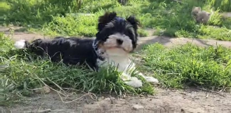 Biewer Yorkshire terrier