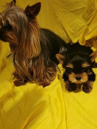 Yorkshire Terrier