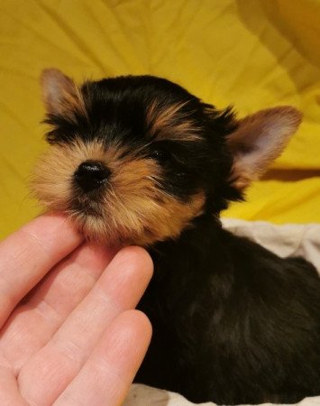 Yorkshire Terrier